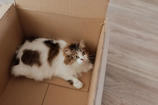 A cat sitting inside a cardboard box