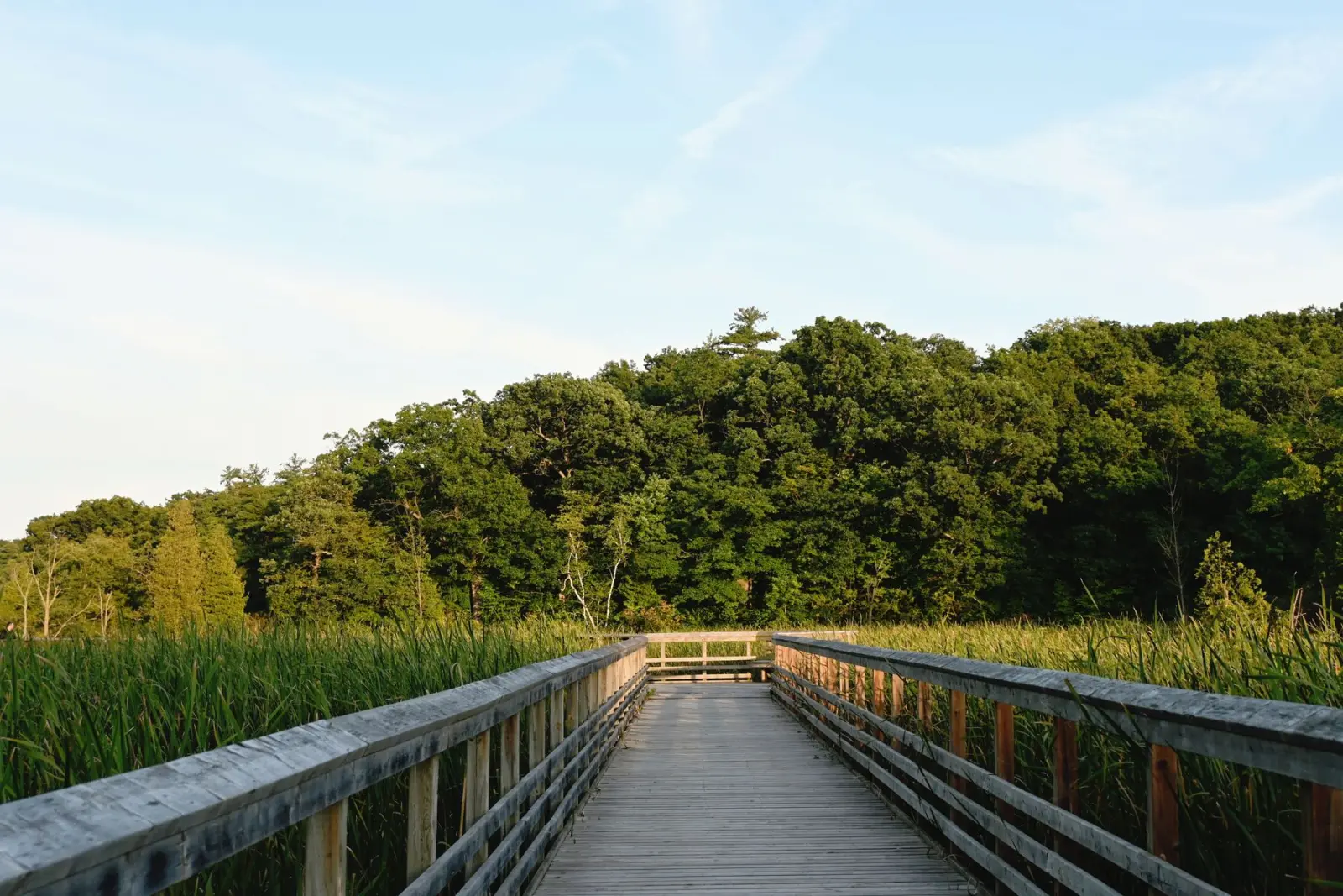 A wooden boardwalk crosses green cattail wetlands toward a forest in Burlington, Ontario.